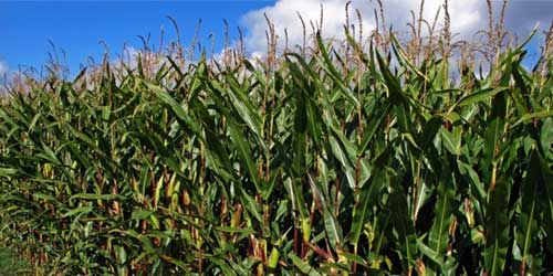 Ag-Bag Corn Field