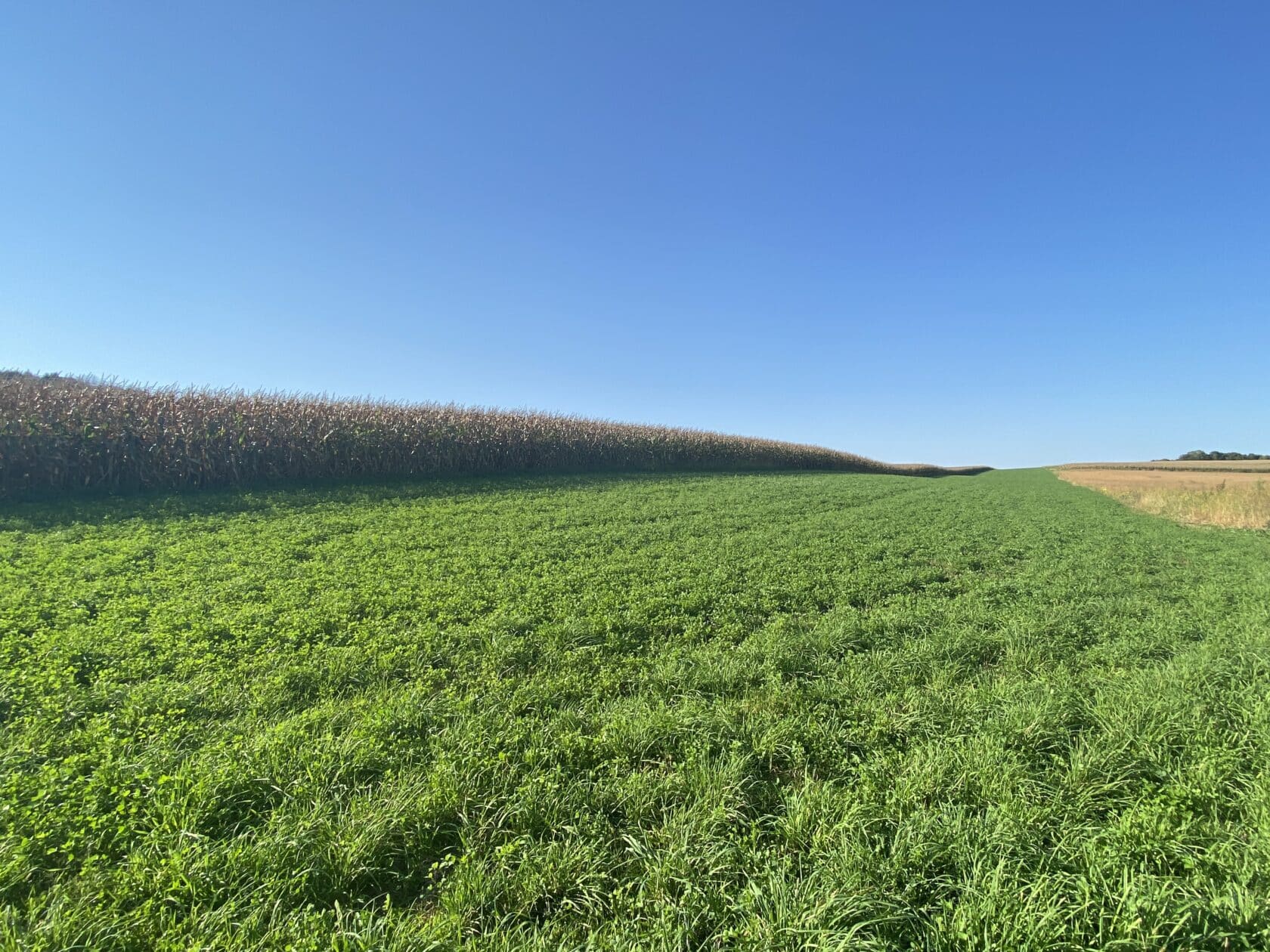 Green field of crops