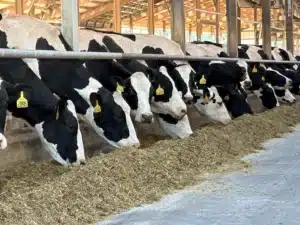 a line of black and white cows eating quality forage